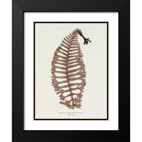 Lowe Sepia Fern X Black Modern Wood Framed Art Print with Double Matting by Lowe, E.J.