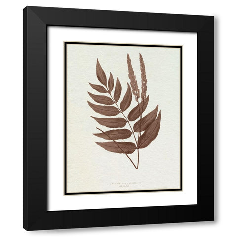 Lowe Sepia Fern XII Black Modern Wood Framed Art Print with Double Matting by Lowe, E.J.