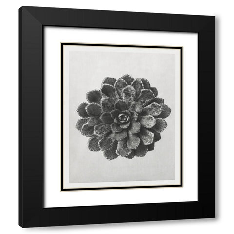 Blossfeldt Rosette I Black Modern Wood Framed Art Print with Double Matting by Blossfeldt, Karl