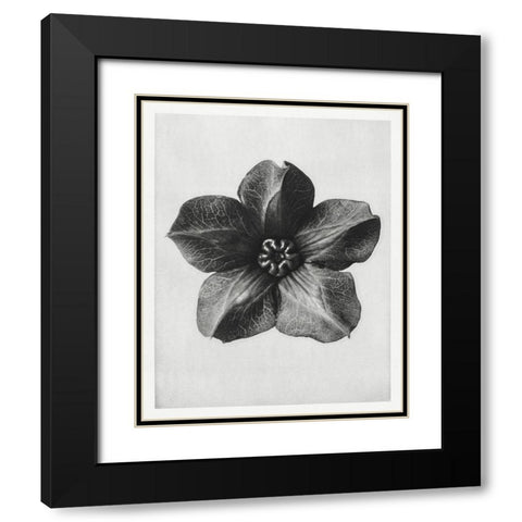 Blossfeldt Rosette II Black Modern Wood Framed Art Print with Double Matting by Blossfeldt, Karl