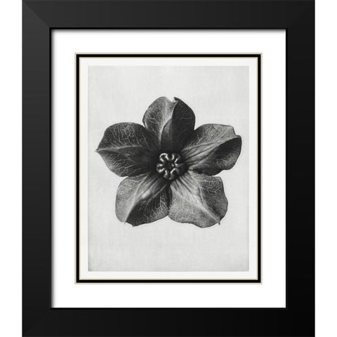 Blossfeldt Rosette II Black Modern Wood Framed Art Print with Double Matting by Blossfeldt, Karl
