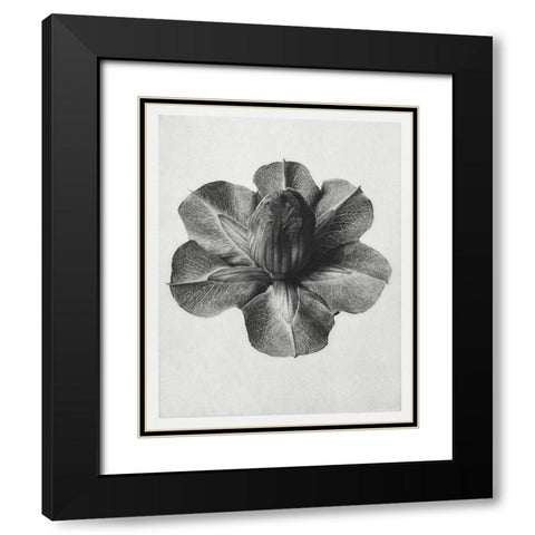 Blossfeldt Rosette III Black Modern Wood Framed Art Print with Double Matting by Blossfeldt, Karl