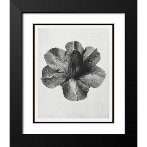 Blossfeldt Rosette III Black Modern Wood Framed Art Print with Double Matting by Blossfeldt, Karl