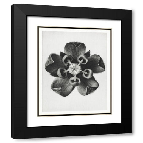 Blossfeldt Rosette IV Black Modern Wood Framed Art Print with Double Matting by Blossfeldt, Karl