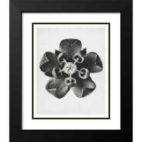 Blossfeldt Rosette IV Black Modern Wood Framed Art Print with Double Matting by Blossfeldt, Karl