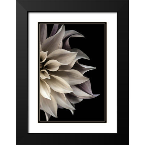 Shattered Petals II Black Modern Wood Framed Art Print with Double Matting by Stalus, Judy