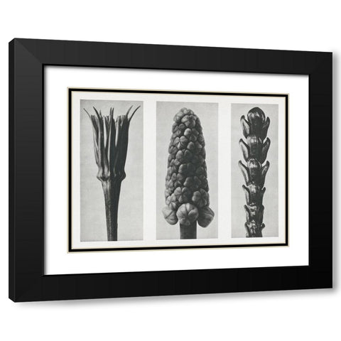 Blossfeldts Triptych I Black Modern Wood Framed Art Print with Double Matting by Blossfeldt, Karl