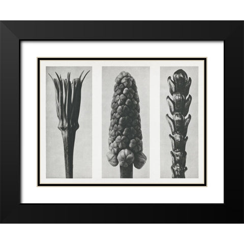 Blossfeldts Triptych I Black Modern Wood Framed Art Print with Double Matting by Blossfeldt, Karl