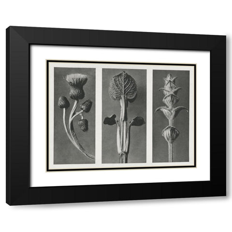 Blossfeldts Triptych II Black Modern Wood Framed Art Print with Double Matting by Blossfeldt, Karl