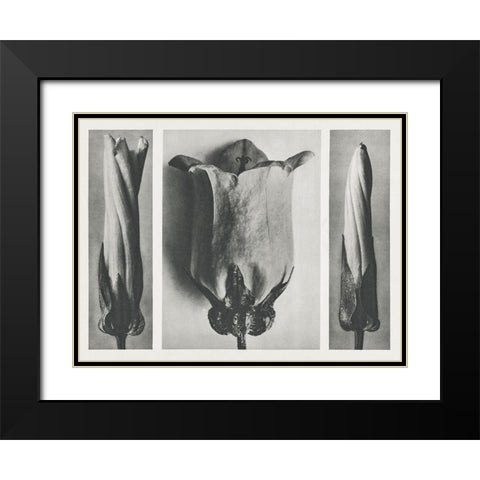 Blossfeldts Triptych III Black Modern Wood Framed Art Print with Double Matting by Blossfeldt, Karl