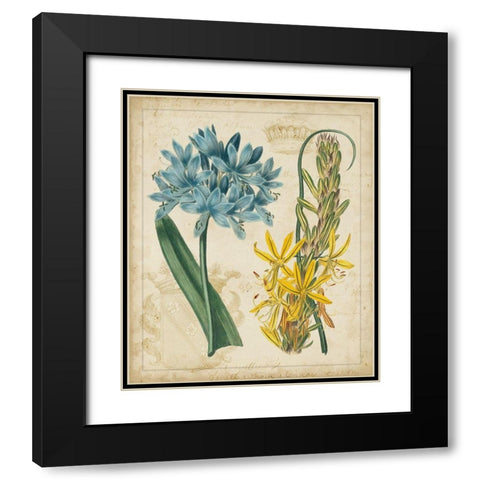 Botanical Repertoire II Black Modern Wood Framed Art Print with Double Matting by Vision Studio