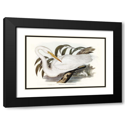 Majestic Waterbird I Black Modern Wood Framed Art Print with Double Matting by Gould, Elizabeth