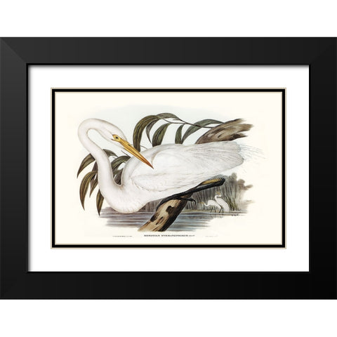 Majestic Waterbird I Black Modern Wood Framed Art Print with Double Matting by Gould, Elizabeth