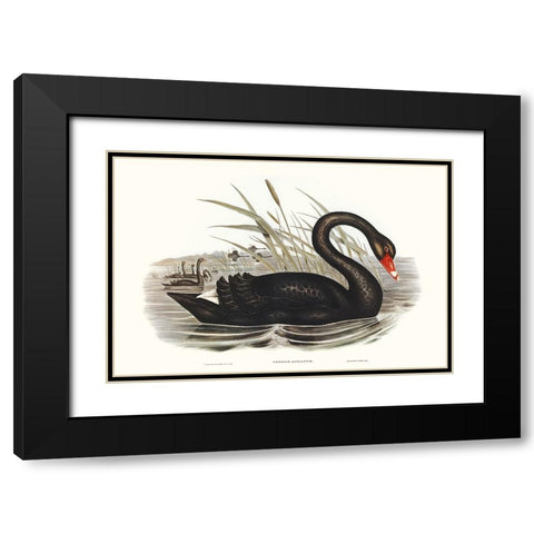 Majestic Waterbird III Black Modern Wood Framed Art Print with Double Matting by Gould, Elizabeth