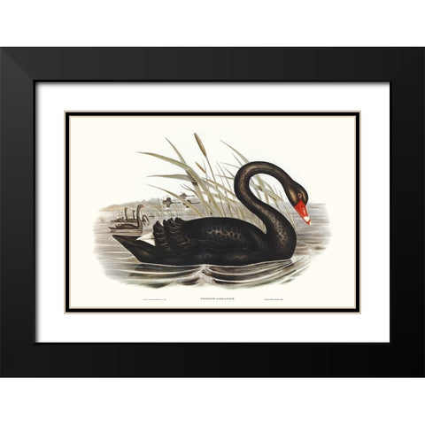 Majestic Waterbird III Black Modern Wood Framed Art Print with Double Matting by Gould, Elizabeth