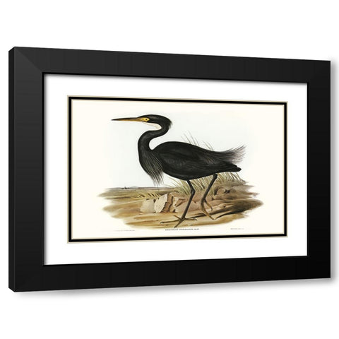 Majestic Waterbird IV Black Modern Wood Framed Art Print with Double Matting by Gould, Elizabeth