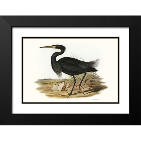 Majestic Waterbird IV Black Modern Wood Framed Art Print with Double Matting by Gould, Elizabeth