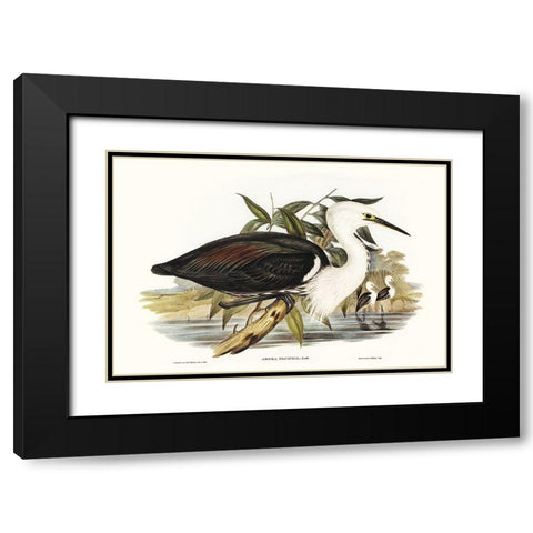 Majestic Waterbird V Black Modern Wood Framed Art Print with Double Matting by Gould, Elizabeth