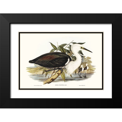 Majestic Waterbird V Black Modern Wood Framed Art Print with Double Matting by Gould, Elizabeth