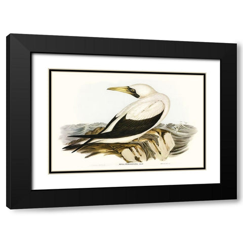 Majestic Waterbird VI Black Modern Wood Framed Art Print with Double Matting by Gould, Elizabeth