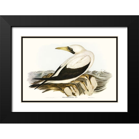 Majestic Waterbird VI Black Modern Wood Framed Art Print with Double Matting by Gould, Elizabeth