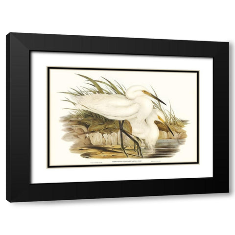 Waterbird Pairing I Black Modern Wood Framed Art Print with Double Matting by Gould, Elizabeth