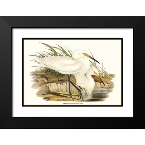 Waterbird Pairing I Black Modern Wood Framed Art Print with Double Matting by Gould, Elizabeth