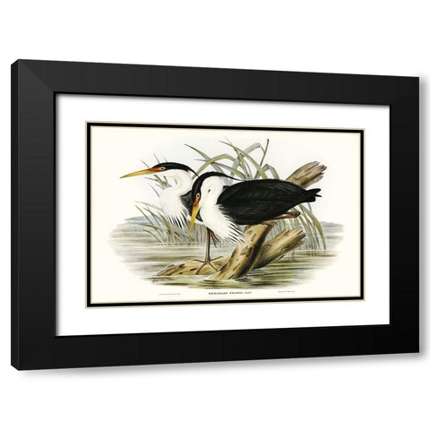 Waterbird Pairing II Black Modern Wood Framed Art Print with Double Matting by Gould, Elizabeth