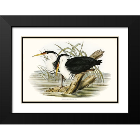 Waterbird Pairing II Black Modern Wood Framed Art Print with Double Matting by Gould, Elizabeth