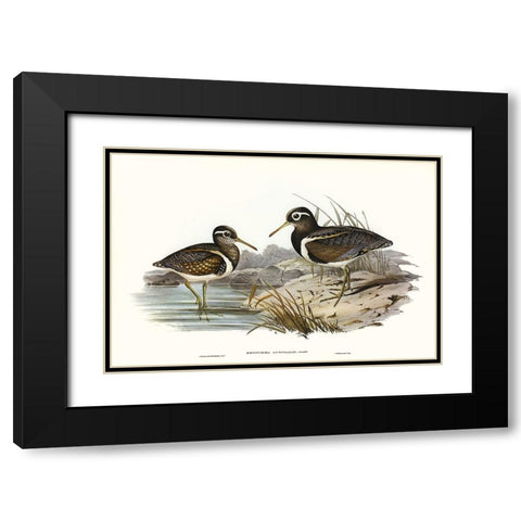 Waterbird Pairing III Black Modern Wood Framed Art Print with Double Matting by Gould, Elizabeth