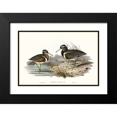 Waterbird Pairing III Black Modern Wood Framed Art Print with Double Matting by Gould, Elizabeth