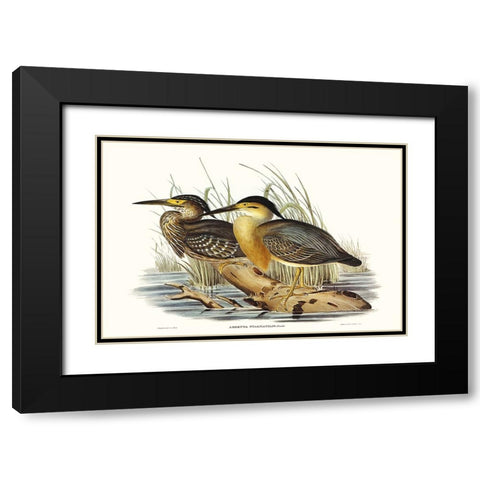 Waterbird Pairing IV Black Modern Wood Framed Art Print with Double Matting by Gould, Elizabeth