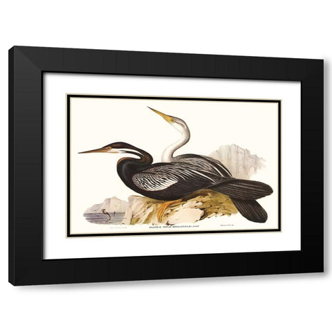 Waterbird Pairing V Black Modern Wood Framed Art Print with Double Matting by Gould, Elizabeth