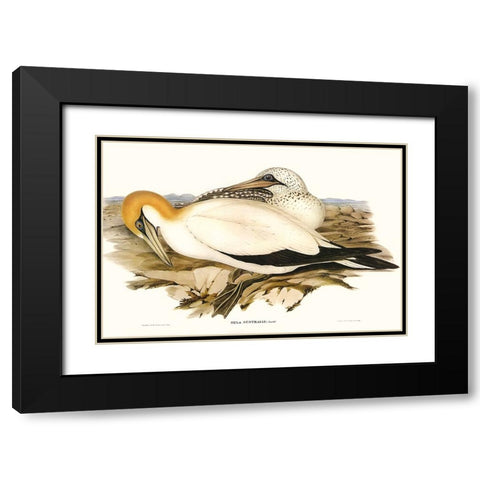 Waterbird Pairing VI Black Modern Wood Framed Art Print with Double Matting by Gould, Elizabeth