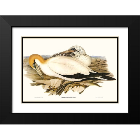 Waterbird Pairing VI Black Modern Wood Framed Art Print with Double Matting by Gould, Elizabeth