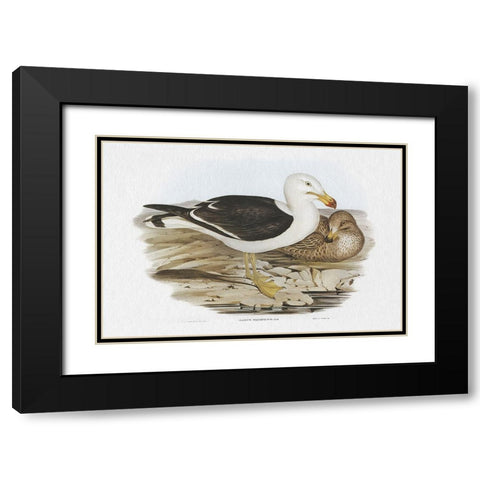Seabird Pairing I Black Modern Wood Framed Art Print with Double Matting by Gould, Elizabeth