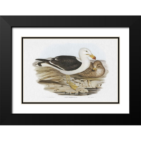 Seabird Pairing I Black Modern Wood Framed Art Print with Double Matting by Gould, Elizabeth