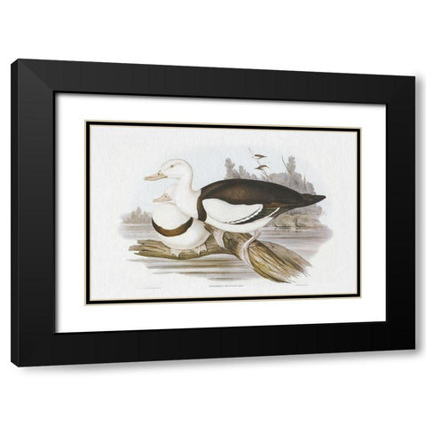 Seabird Pairing II Black Modern Wood Framed Art Print with Double Matting by Gould, Elizabeth