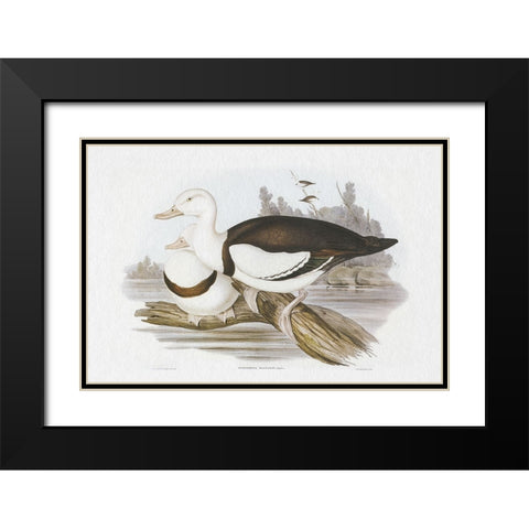 Seabird Pairing II Black Modern Wood Framed Art Print with Double Matting by Gould, Elizabeth