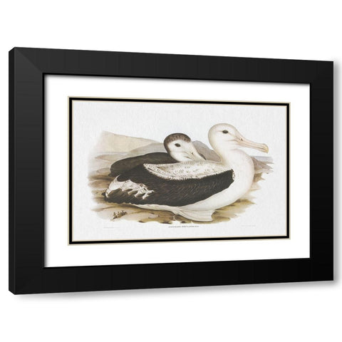 Seabird Pairing III Black Modern Wood Framed Art Print with Double Matting by Gould, Elizabeth