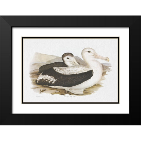 Seabird Pairing III Black Modern Wood Framed Art Print with Double Matting by Gould, Elizabeth