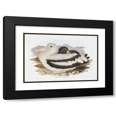 Seabird Pairing IV Black Modern Wood Framed Art Print with Double Matting by Gould, Elizabeth