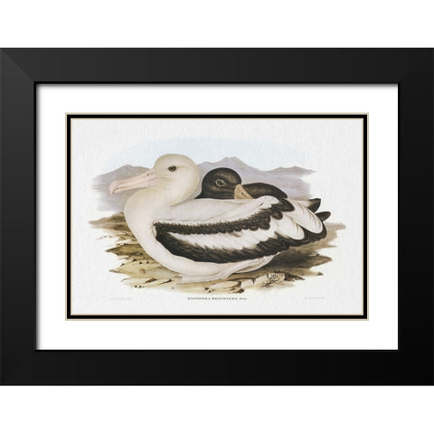 Seabird Pairing IV Black Modern Wood Framed Art Print with Double Matting by Gould, Elizabeth