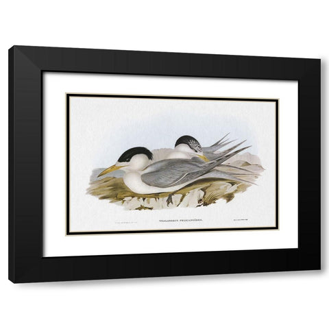 Seabird Pairing V Black Modern Wood Framed Art Print with Double Matting by Gould, Elizabeth