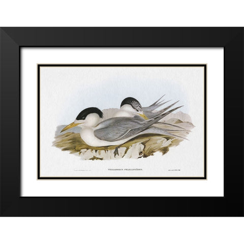 Seabird Pairing V Black Modern Wood Framed Art Print with Double Matting by Gould, Elizabeth