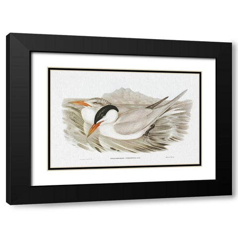 Seabird Pairing VI Black Modern Wood Framed Art Print with Double Matting by Gould, Elizabeth