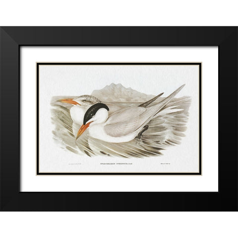 Seabird Pairing VI Black Modern Wood Framed Art Print with Double Matting by Gould, Elizabeth