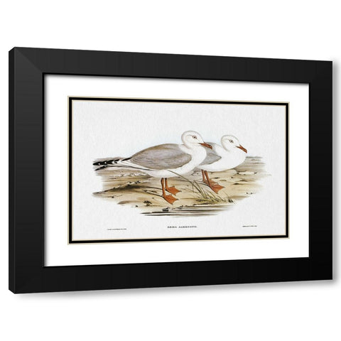 Seabird Pairing VII Black Modern Wood Framed Art Print with Double Matting by Gould, Elizabeth