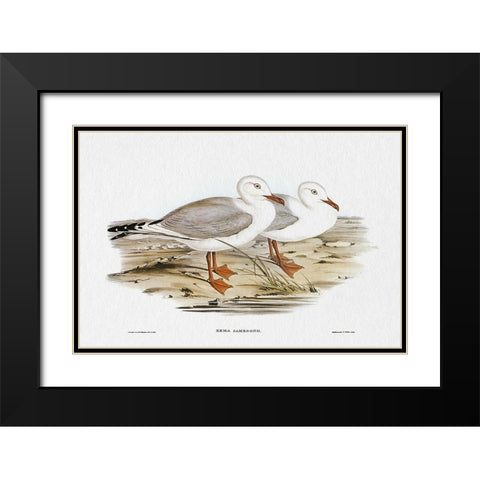 Seabird Pairing VII Black Modern Wood Framed Art Print with Double Matting by Gould, Elizabeth