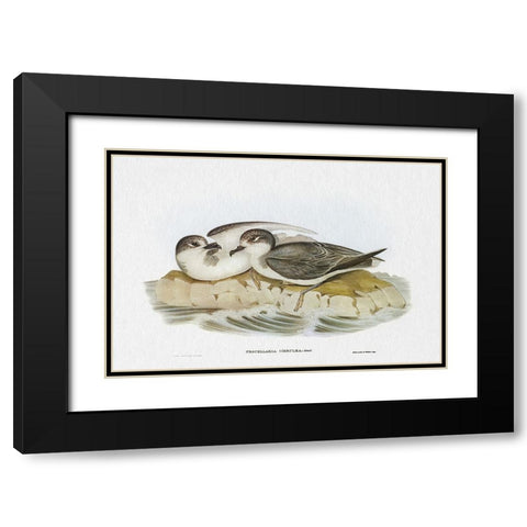 Seabird Pairing VIII Black Modern Wood Framed Art Print with Double Matting by Gould, Elizabeth